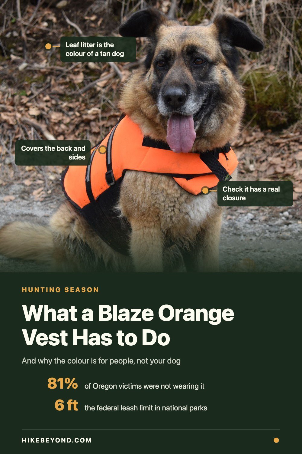 Pinterest pin: blaze orange is for human eyes, not your dog's