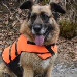 A tan German Shepherd sitting on brown autumn leaf litter wearing a full-coverage blaze orange vest
