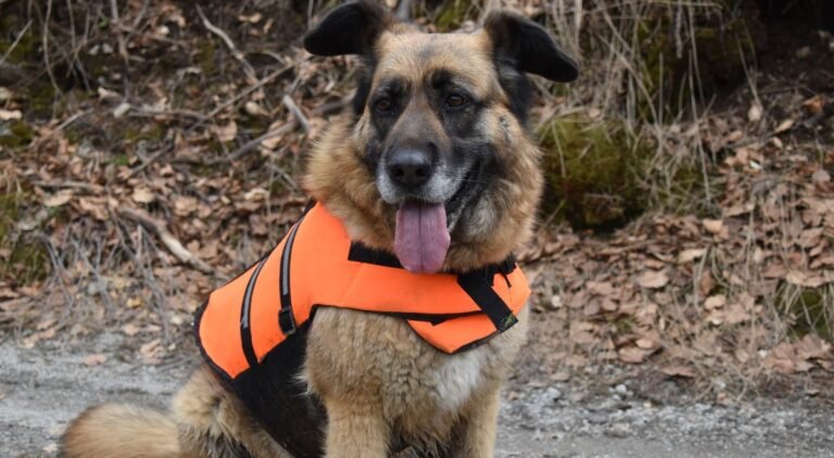 A tan German Shepherd sitting on brown autumn leaf litter wearing a full-coverage blaze orange vest