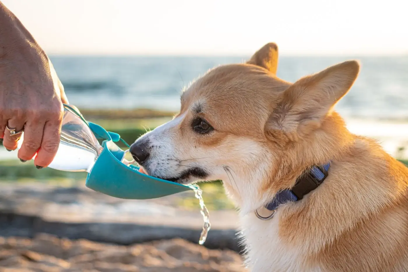 A corgi drinking from a portable dog water bottle with a fold-out bowl, held by its owner outdoors