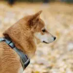 A Shiba Inu photographed from the side wearing a grey harness, with the chest strap visible running across the shoulder.