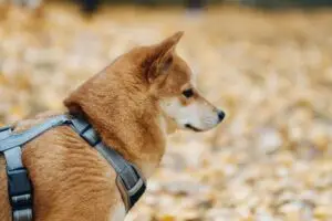 A Shiba Inu photographed from the side wearing a grey harness, with the chest strap visible running across the shoulder.