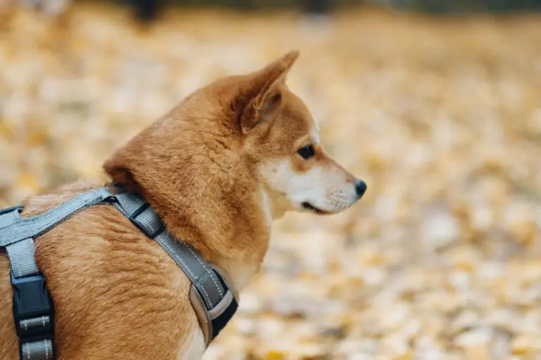 A Shiba Inu photographed from the side wearing a grey harness, with the chest strap visible running across the shoulder.