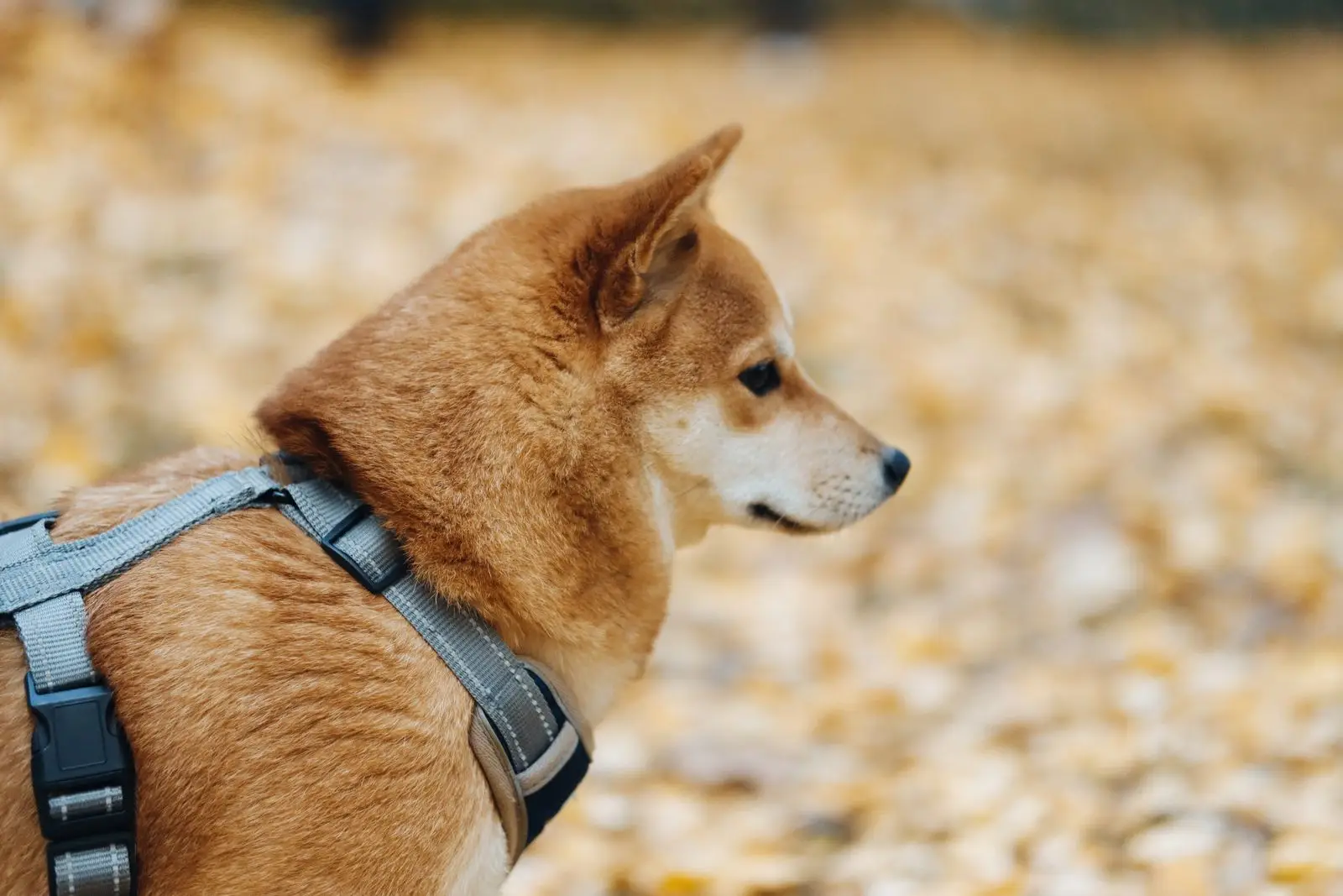 A Shiba Inu photographed from the side wearing a harness showing proper shoulder angle.