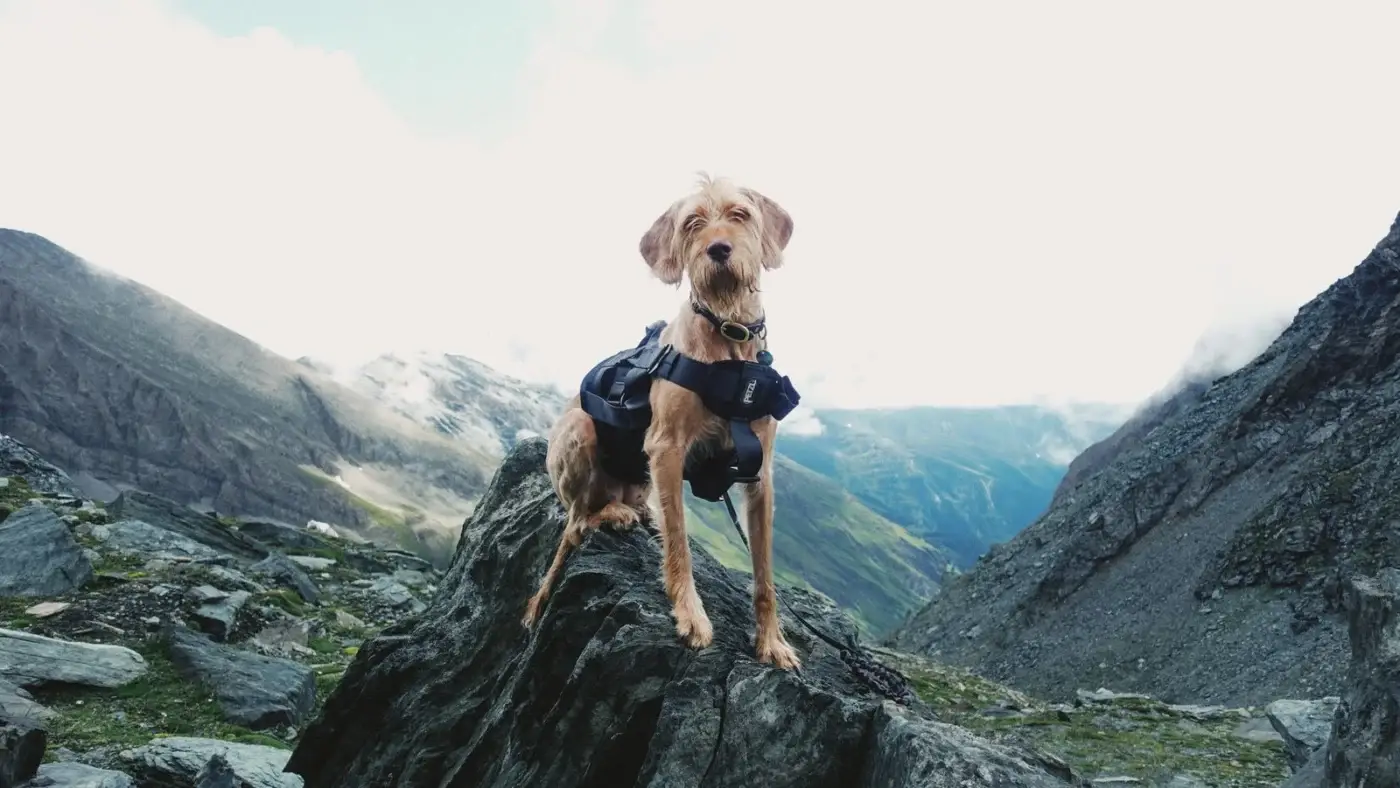 A wire-haired dog wearing a black hiking harness and leash, standing on a rock with mountain slopes behind