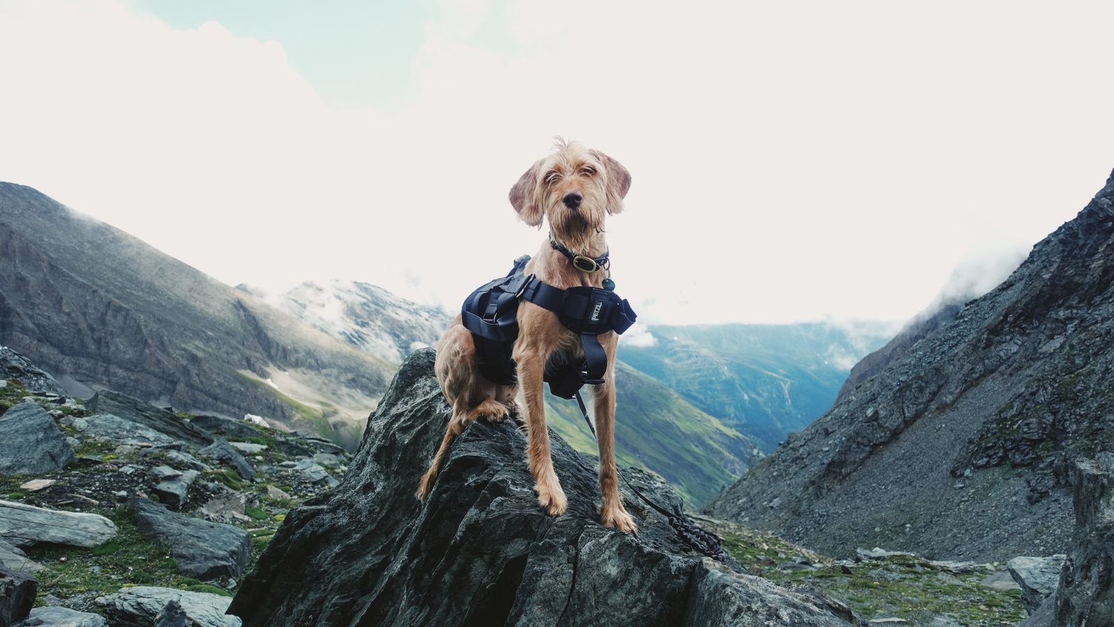 A wire-haired dog wearing an unbranded hiking harness on a mountain summit trail.