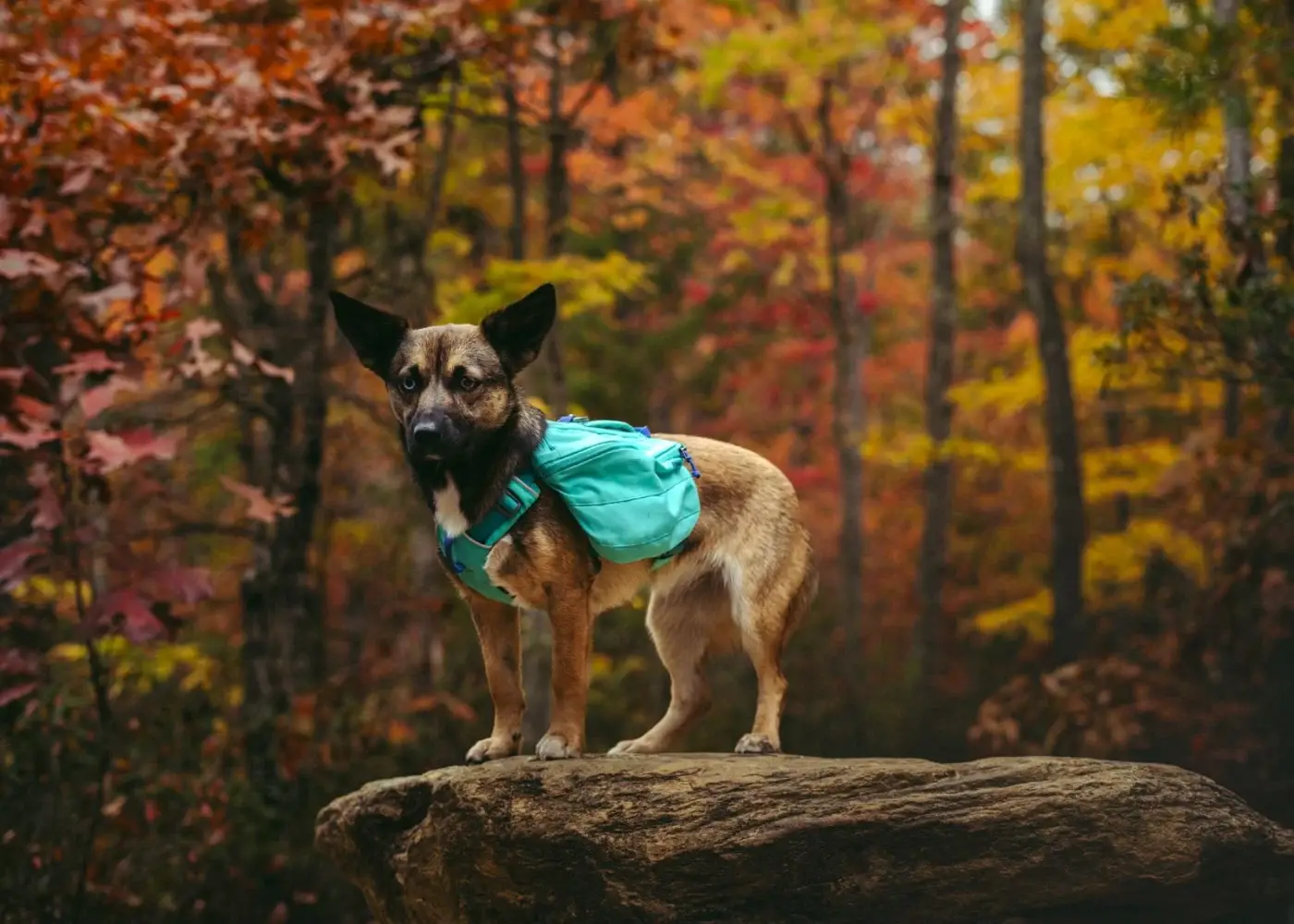 A dog wearing a turquoise saddlebag-style hiking pack, standing on a rock in an autumn forest