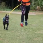 A dog in a harness running ahead on a yellow bungee line clipped to a runner's waist belt, on grass