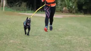 A dog in a harness running ahead on a yellow bungee line clipped to a runner's waist belt, on grass