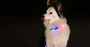 A Border Collie standing outdoors at night wearing a lit multicolour LED collar.